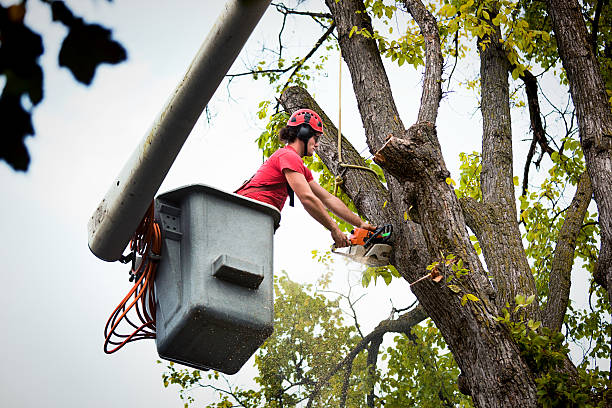 Best Tree Root Removal  in USA